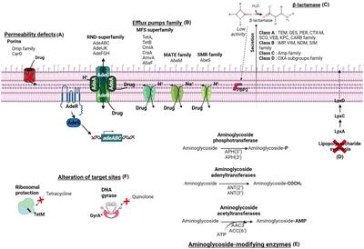 Acinetobacter baumannii in the critically ill: complex infections get complicated